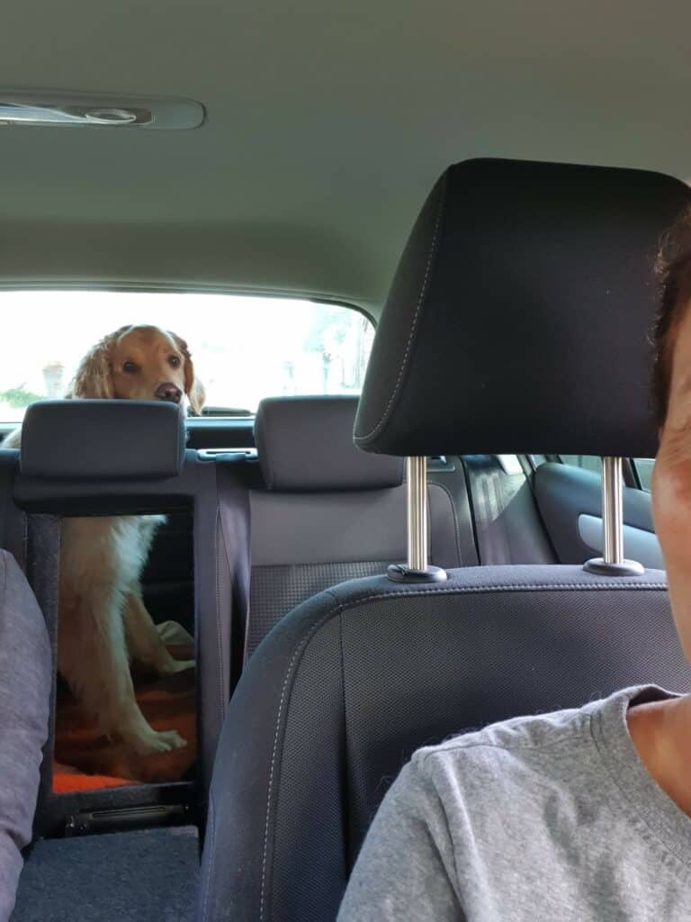 Hond Guus zit op de achterbank van de auto