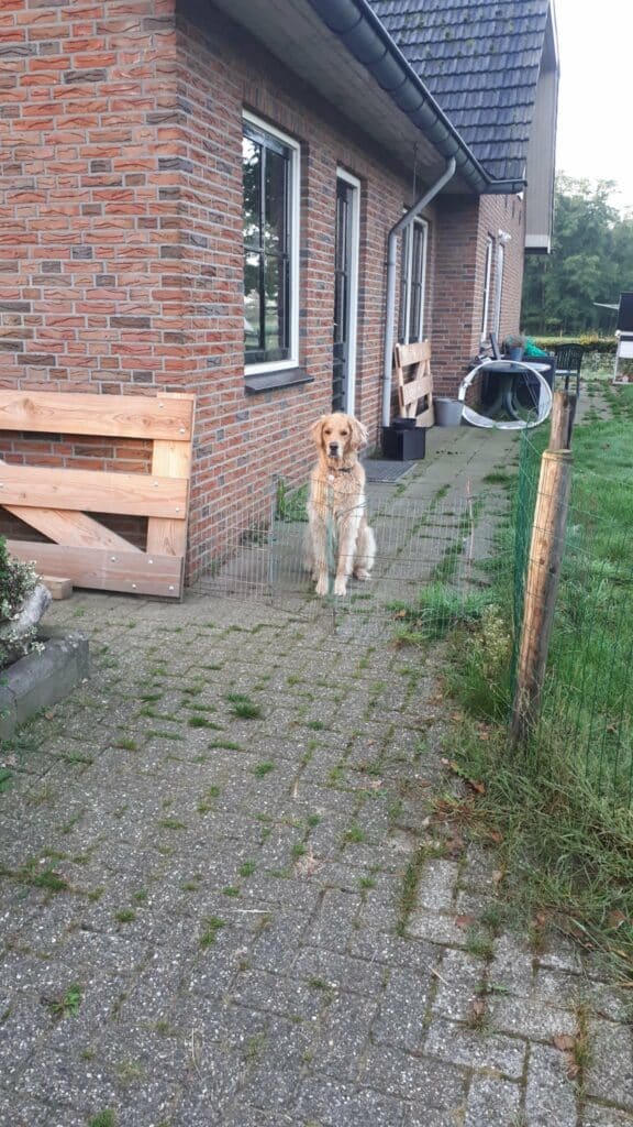 Hond Guus wacht bij het hekje