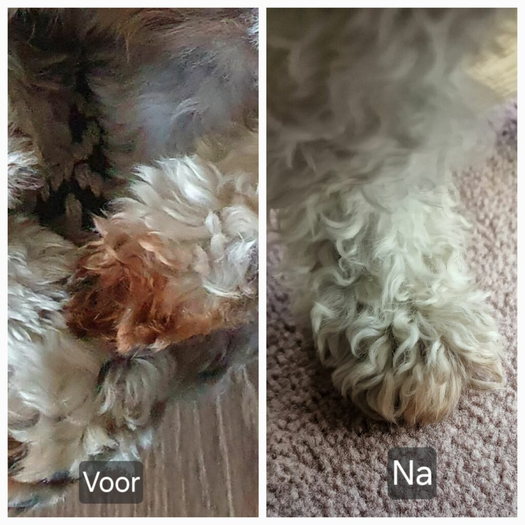 Twee foto's van de pootjes van hond Tommy. Genomen voor en na het gebruik van de DogSuppy supplementen. De voor foto toont een geirriteerd rood pootje. De na foto toon een normaal gekleurd pootje.