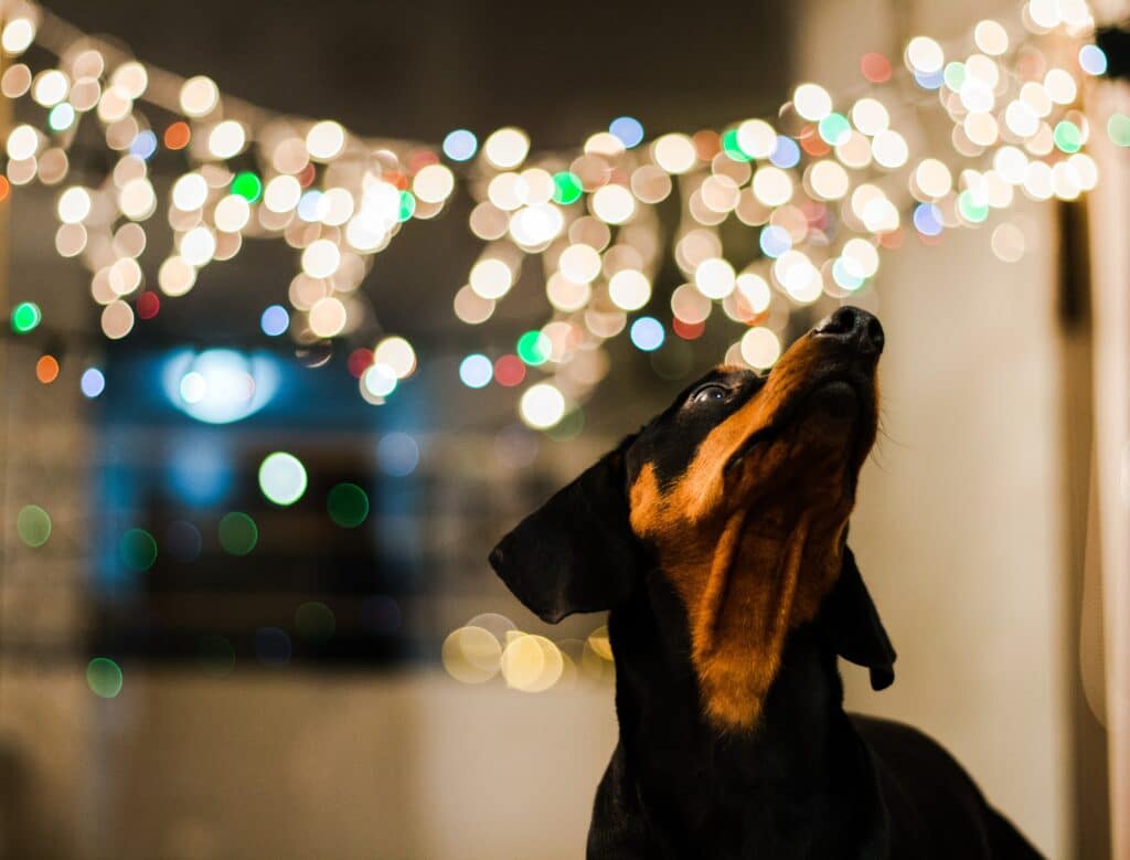 Hond kijkt naar kleurrijke lichtjes