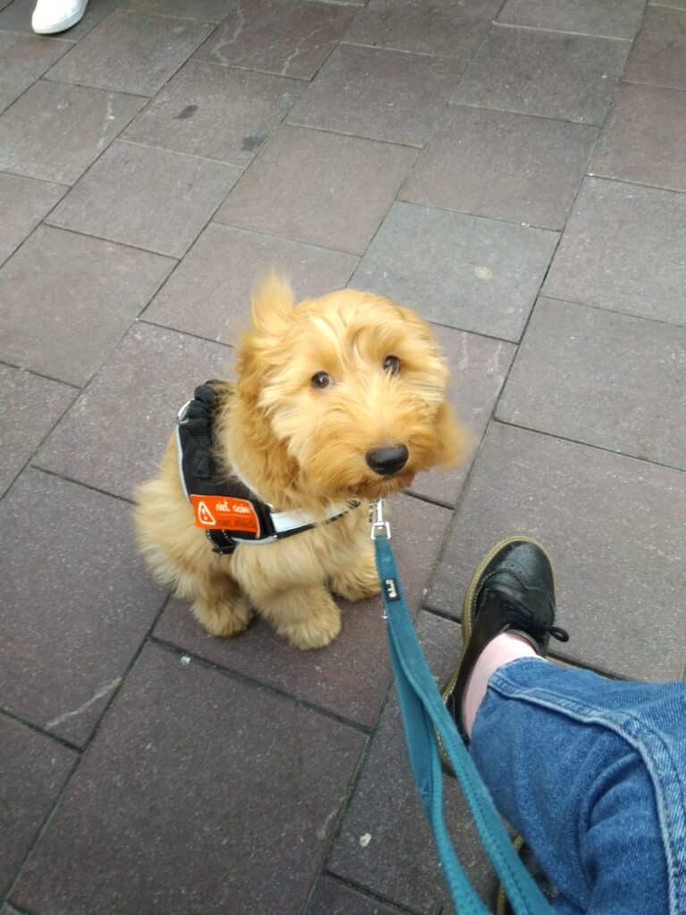 Aan de lijn = geen contact met honden of mensen