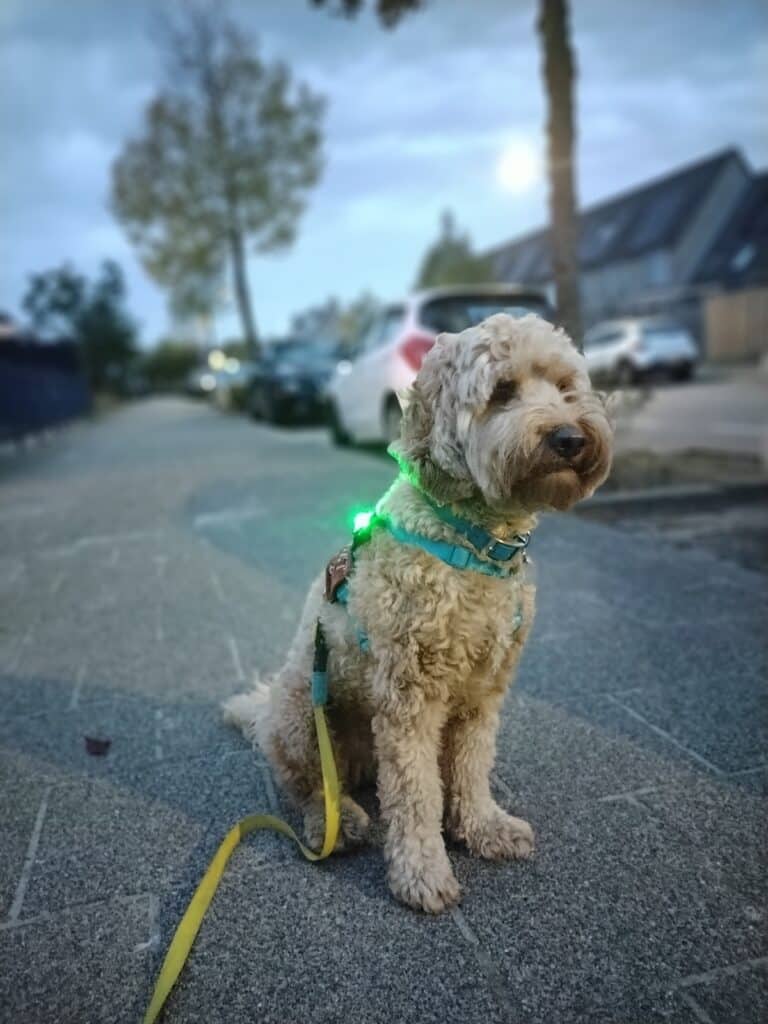 Hond Pluk heeft een groen hondenlampje aan het tuigje