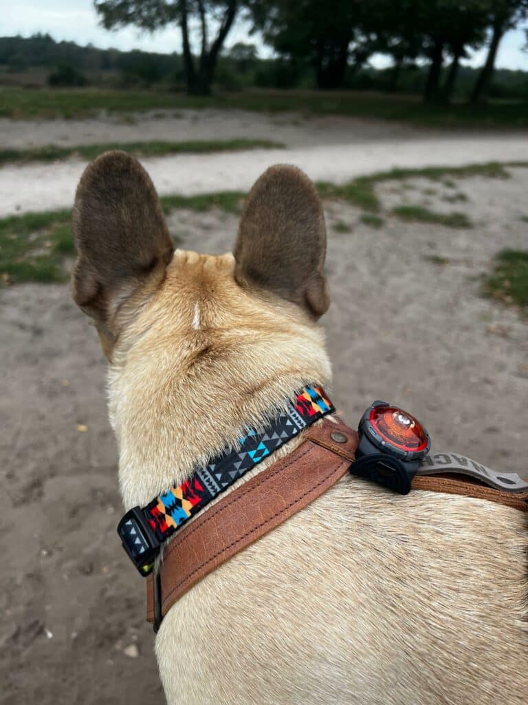 Nacho met het lampje van orbiloc